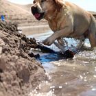 Dog,sand and water...