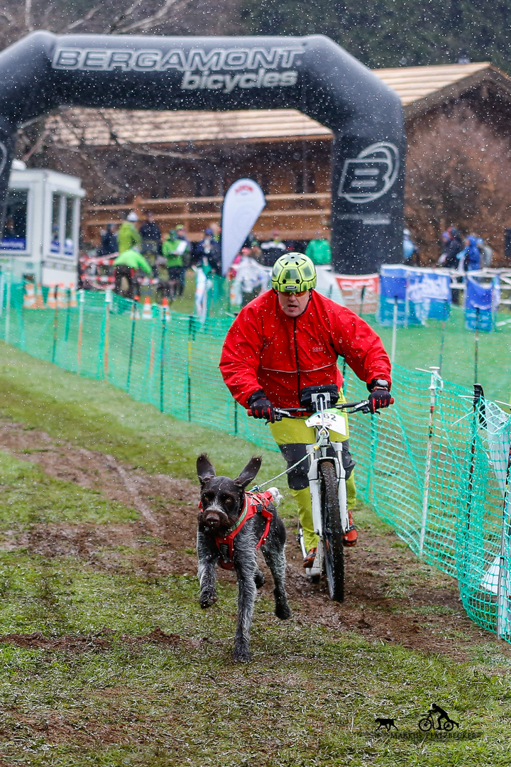 Dogscooter mit Deutsch Drahthaar Jussi