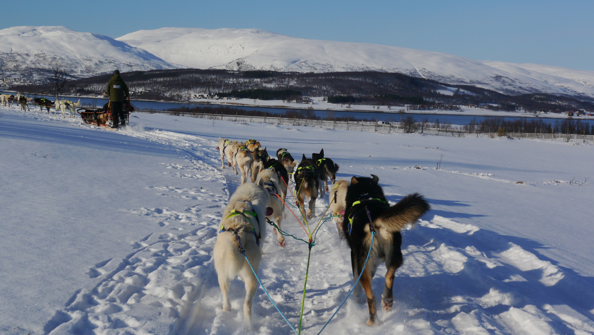 dogsledding