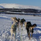 dogsledding