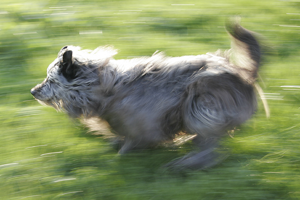 dogspeed