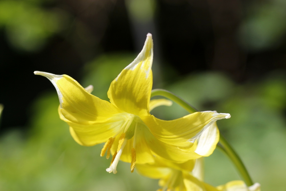 Dogtooth violet (Erythronium dens-canis) 