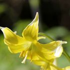 Dogtooth violet (Erythronium dens-canis) 