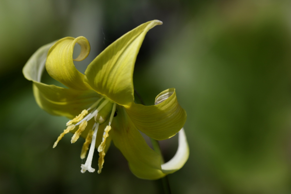 Dogtooth violet (Erythronium dens-canis)