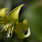 Dogtooth violet (Erythronium dens-canis)