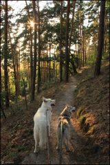 ~ Dogtrekking ~