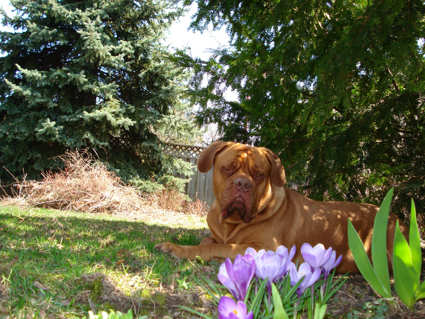 Dogue and flowers