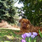 Dogue and flowers