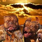 Dogue de Bordeaux