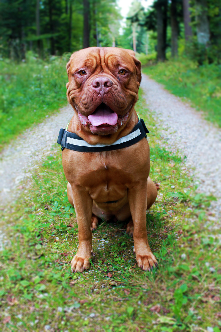 Dogue de Bordeaux