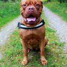 Dogue de Bordeaux