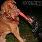 dogue de bordeaux Elos and taxis Vilya