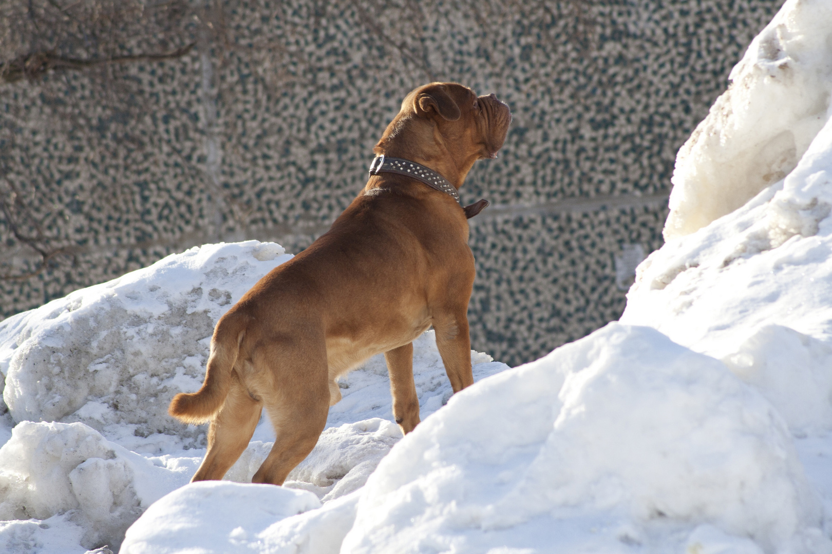 dogue de bordeaux Elos