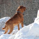 dogue de bordeaux Elos