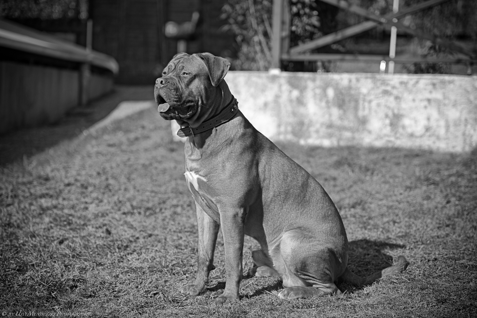 Dogue de Bordeaux "Harley"