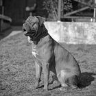 Dogue de Bordeaux "Harley"