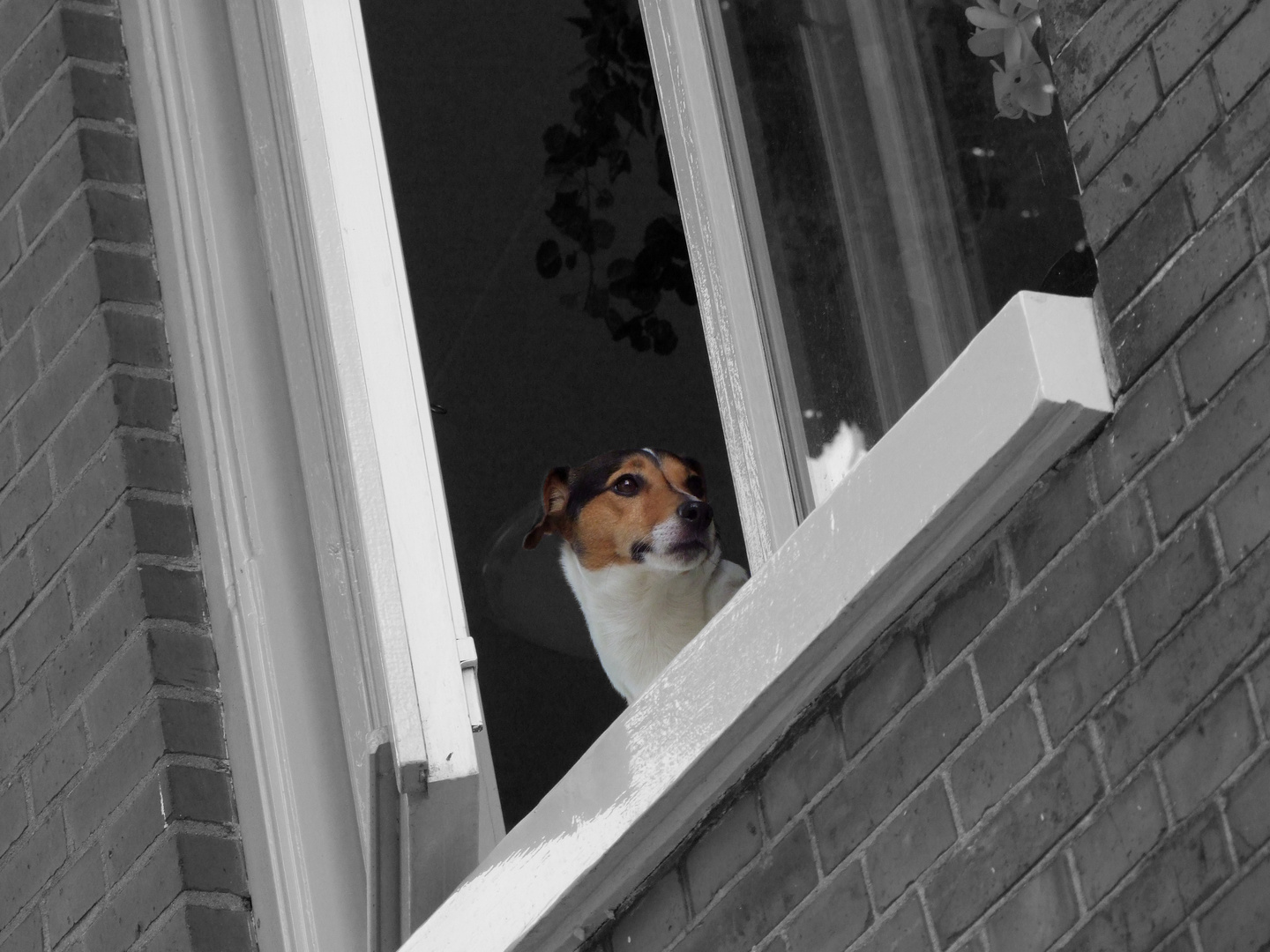 DOGWATCH in Groningen...