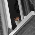 DOGWATCH in Groningen...