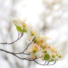 Dogwood Blossoms in Early Spring