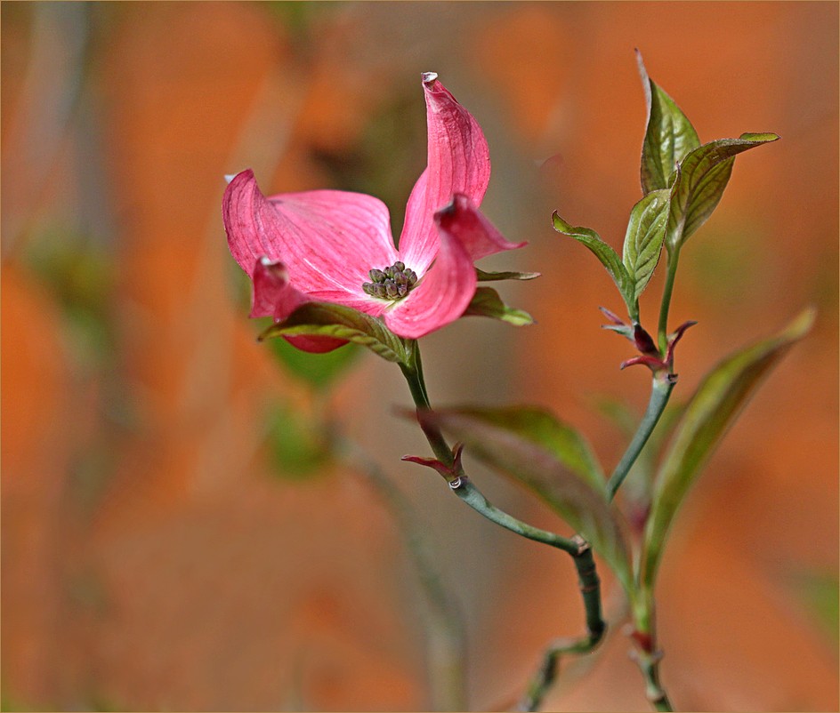 Dogwood