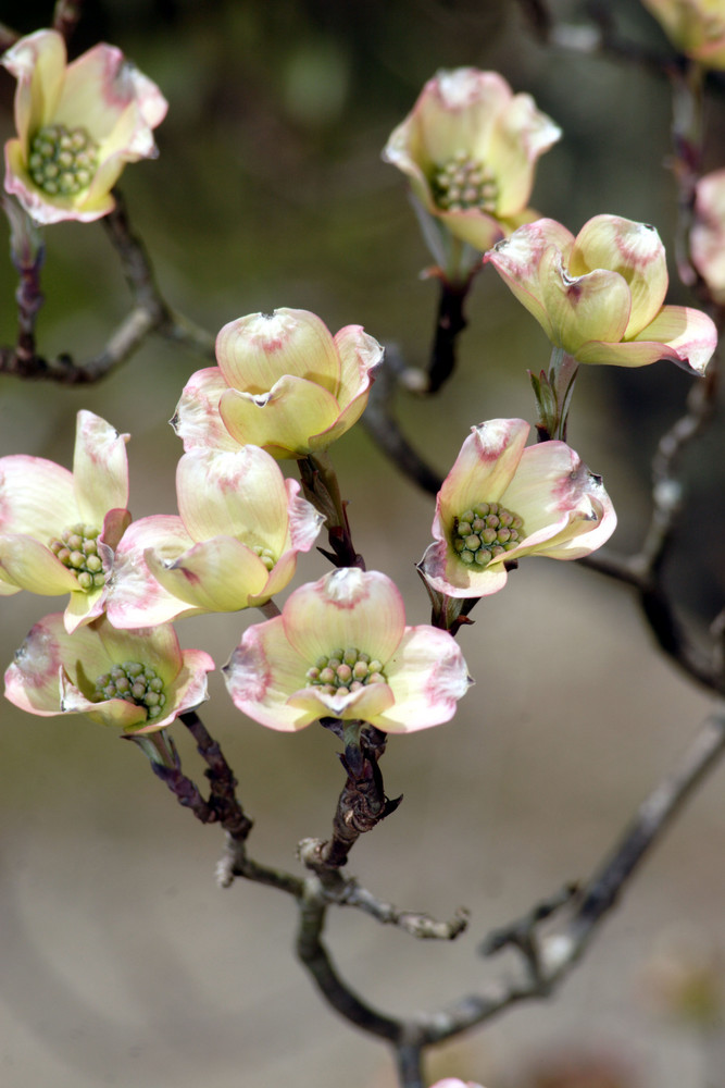 Dogwood in Bloom