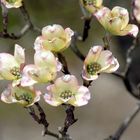 Dogwood in Bloom