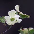 dogwood morning