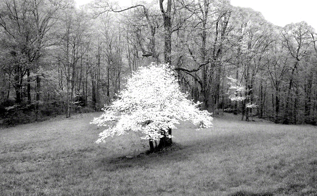 Dogwood - Pisgah Meadow