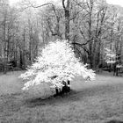 Dogwood - Pisgah Meadow