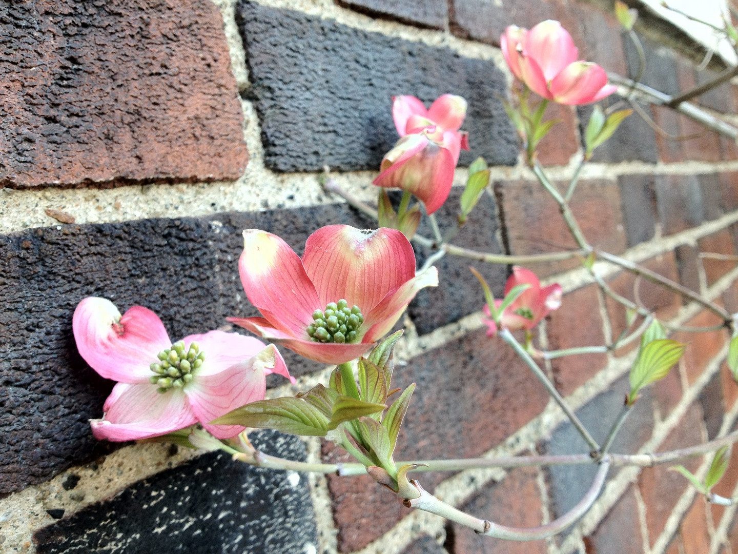 Dogwood Tree