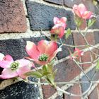 Dogwood Tree