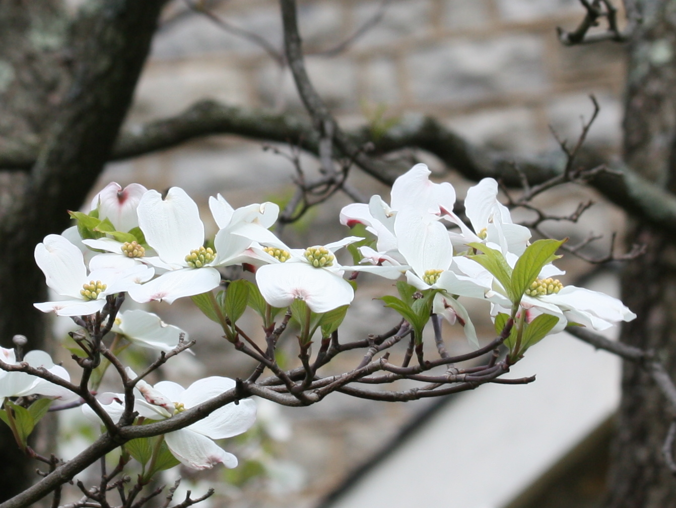 Dogwood Tree Blossoms