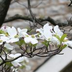 Dogwood Tree Blossoms