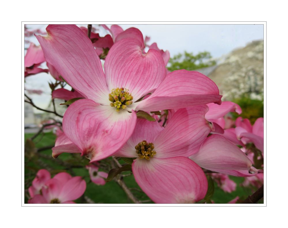 Dogwood Tree Blossoms