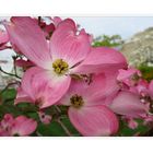 Dogwood Tree Blossoms