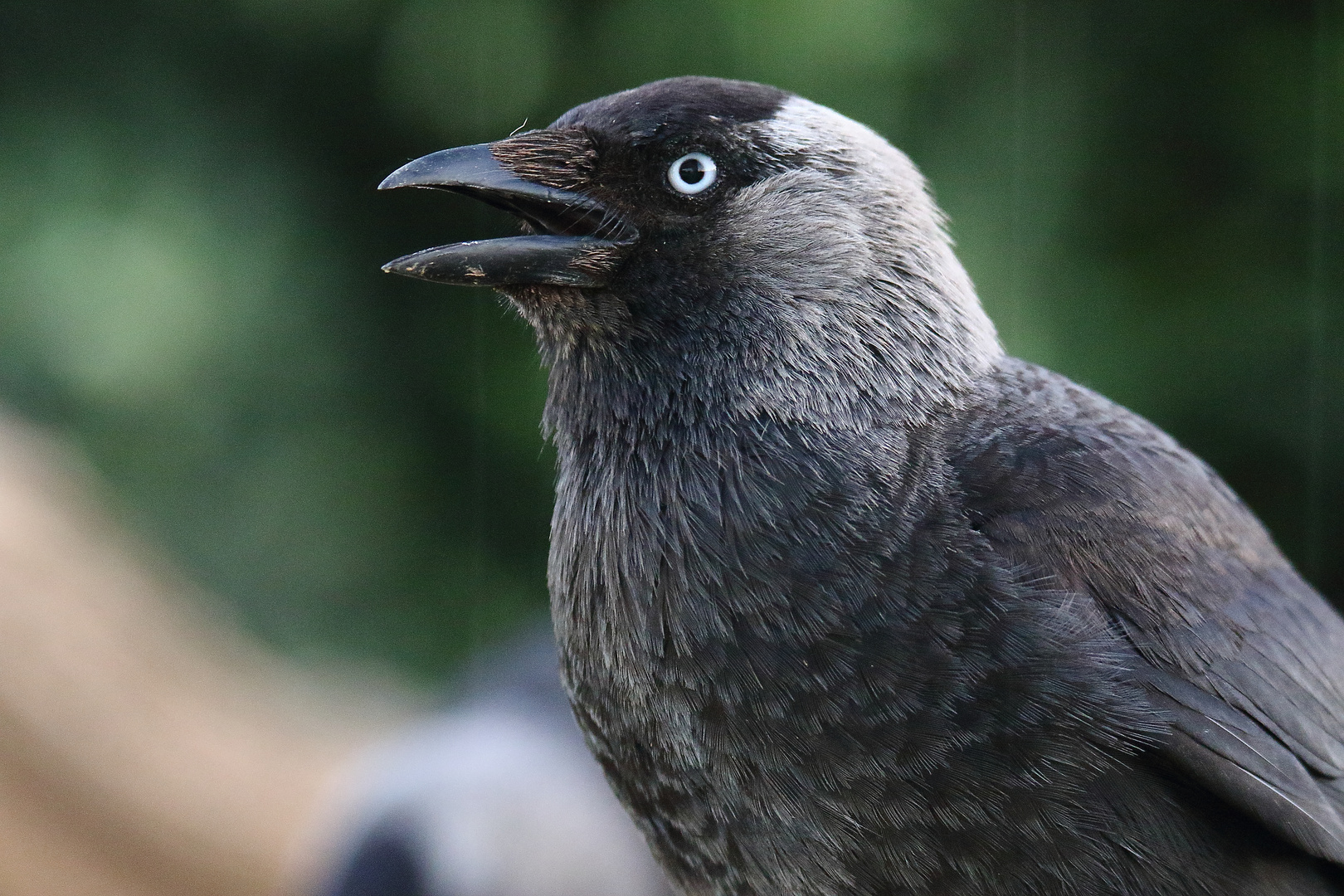 Dohle Foto & Bild tiere, wildlife, natur Bilder auf