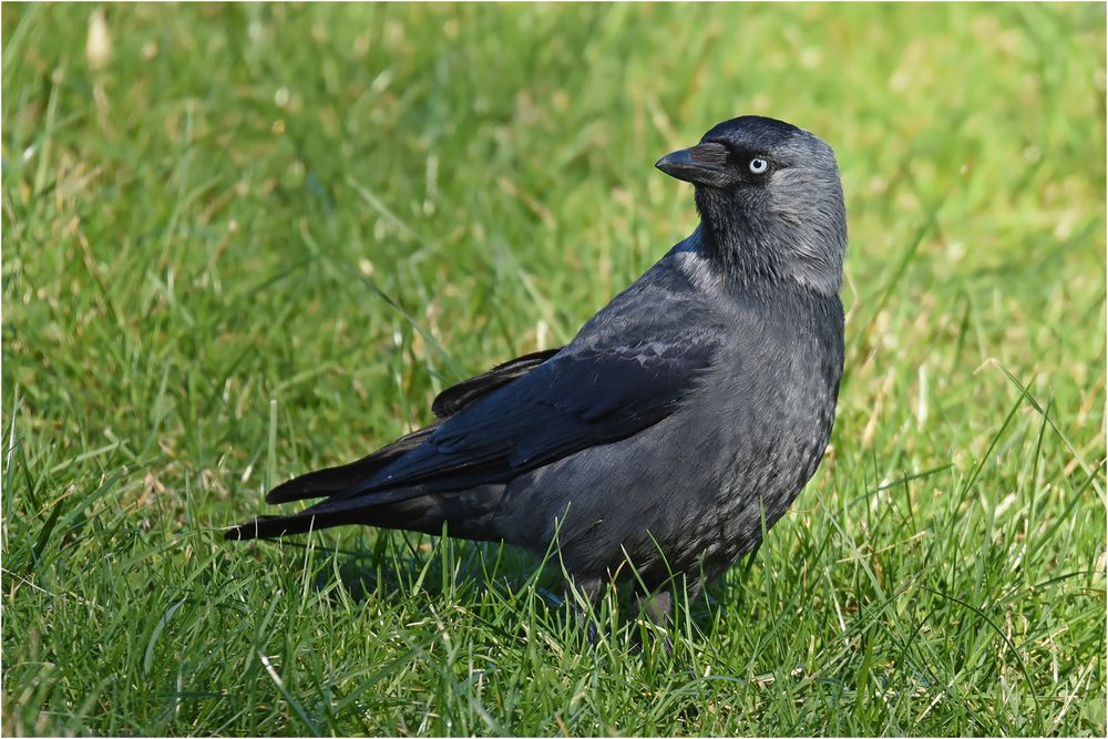 Dohle Foto & Bild tiere, wildlife, wild lebende vögel Bilder auf