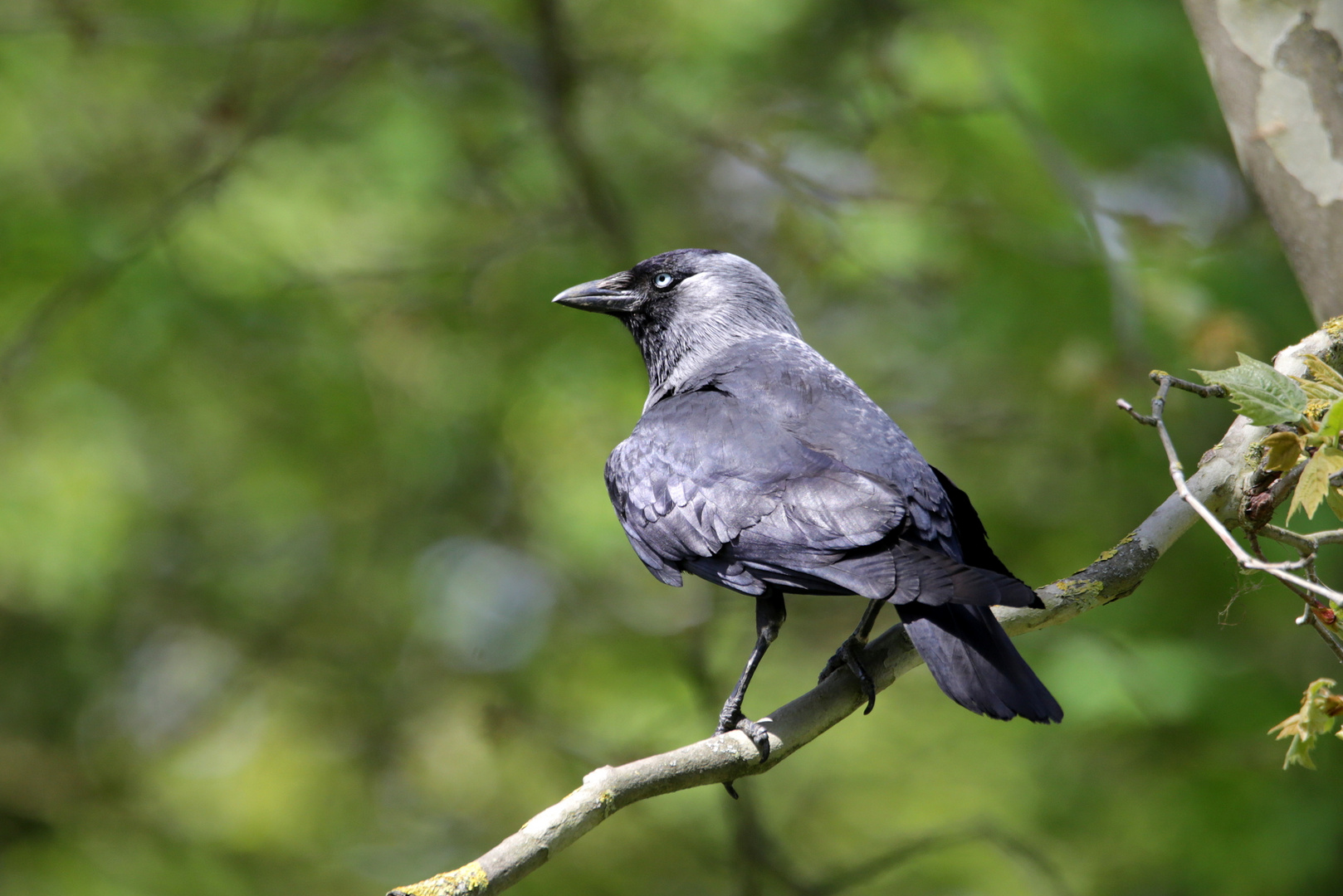 Dohle Foto & Bild tiere, wildlife, wild lebende vögel Bilder auf