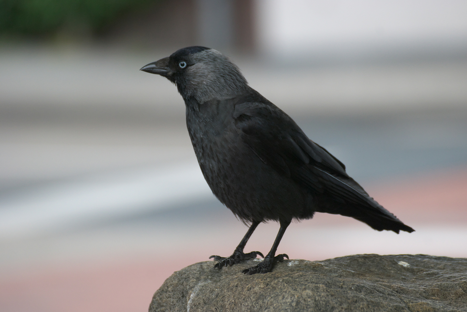 Dohle Foto & Bild tiere, wildlife, wild lebende vögel Bilder auf