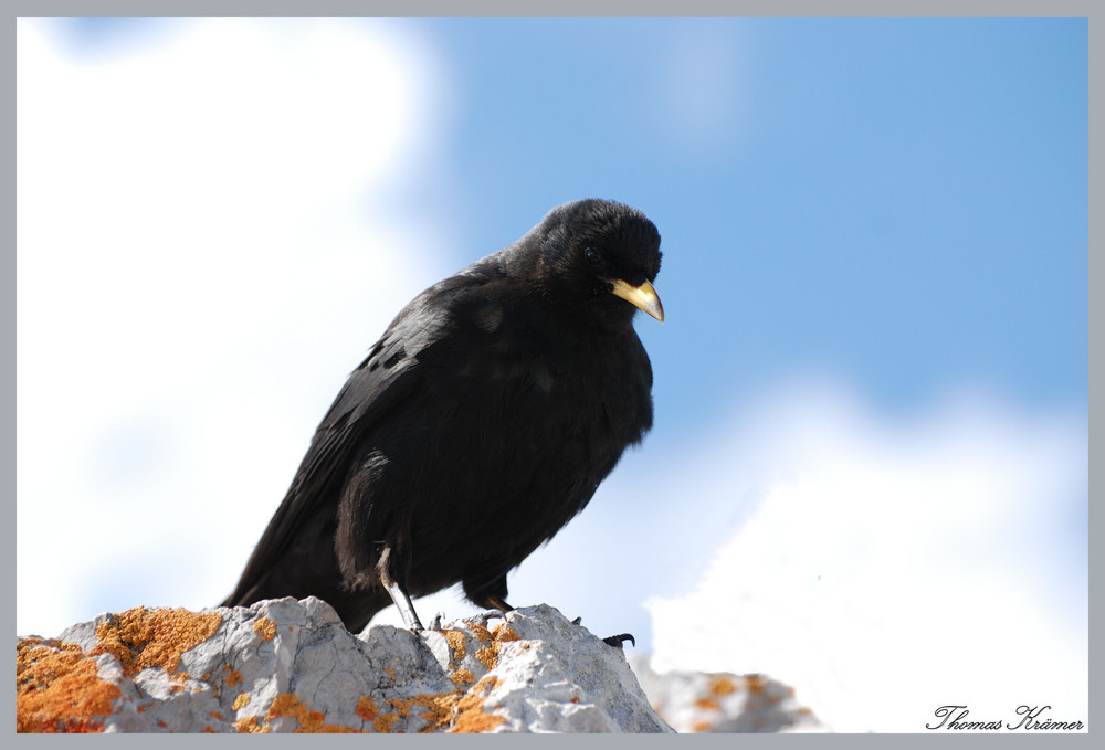 Dohle am Dachstein