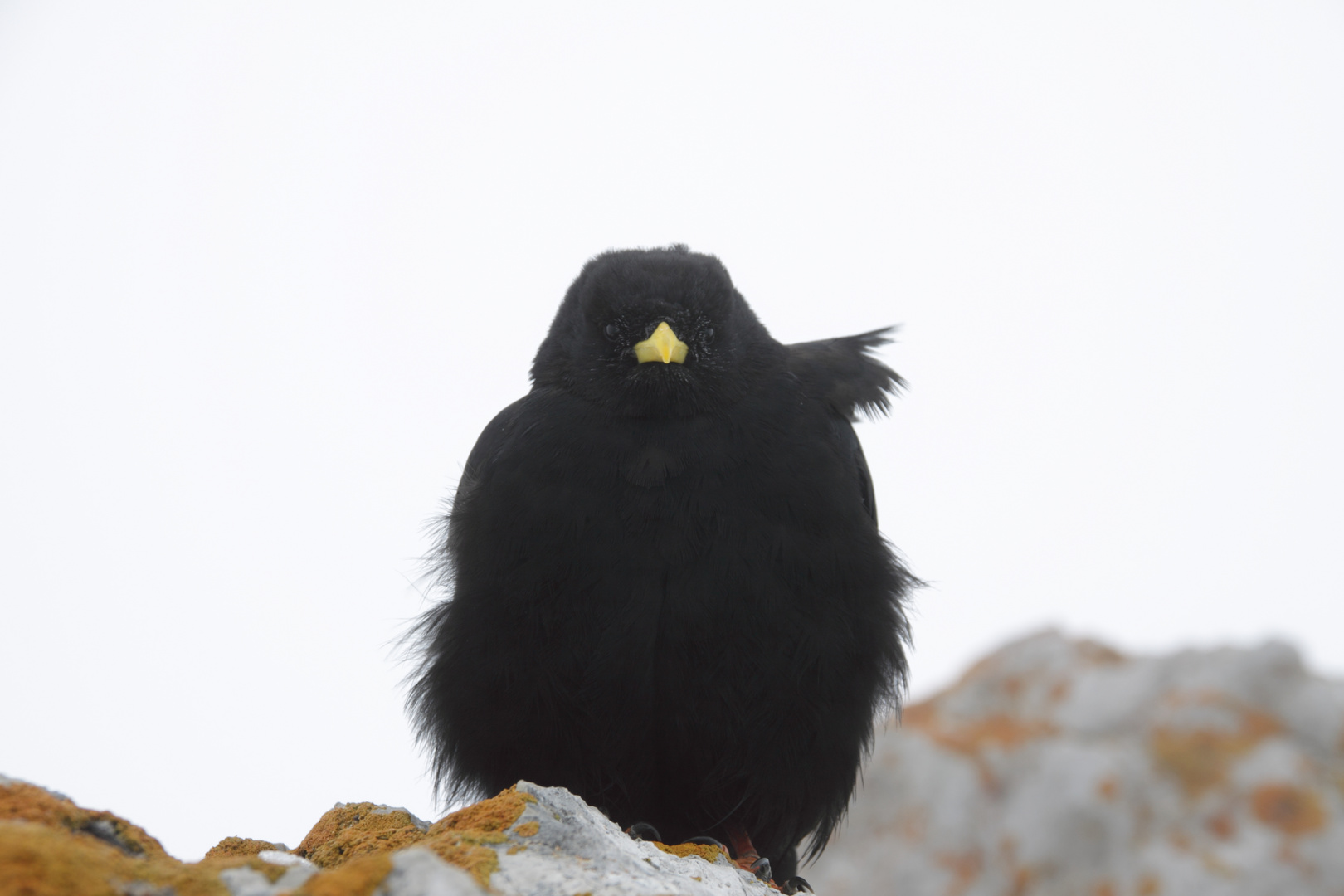 Dohle am Dachstein