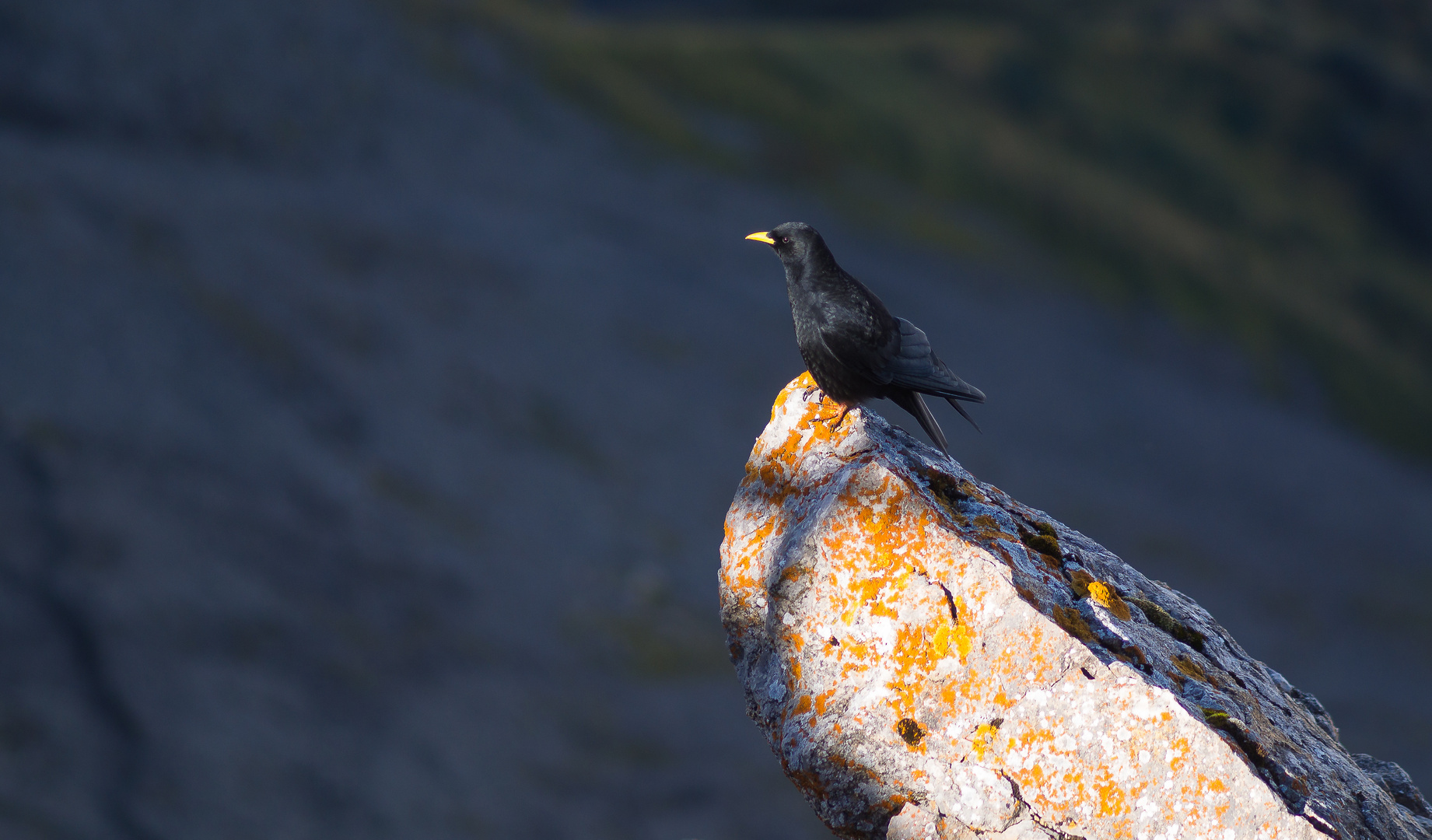 Dohle (am Pilatus in der Schweiz)