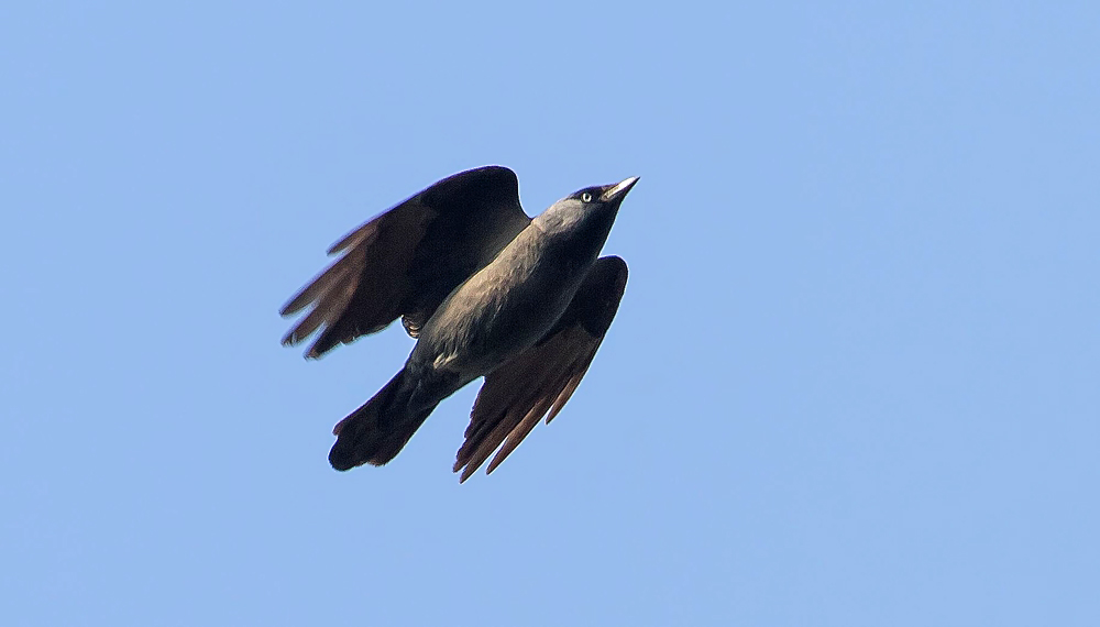 Dohle - auch sie war schon Vogel des Jahres