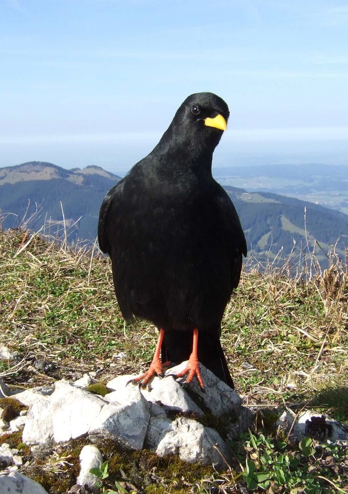 Dohle auf dem Breitenberg