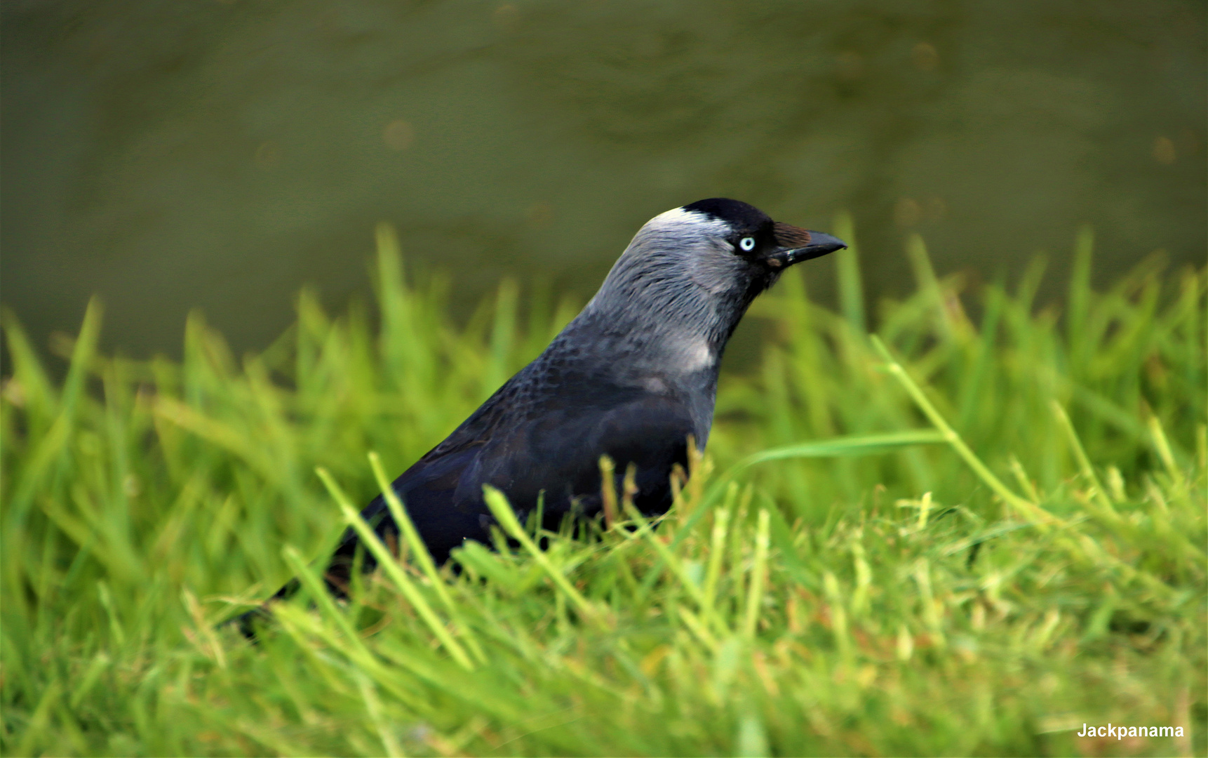 Dohle auf Futtersuche im Schlosspark