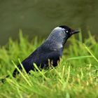 Dohle auf Futtersuche im Schlosspark