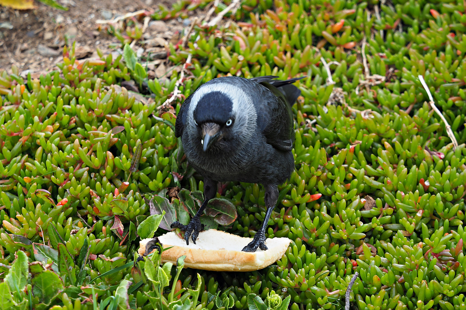 Dohle auf Toast