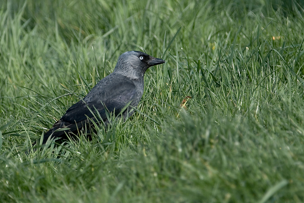 Dohle auf Wiese