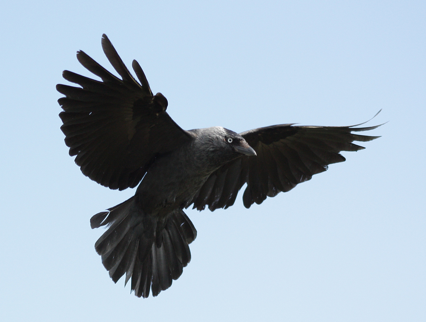 Dohle Foto & Bild tiere, wildlife, wild lebende vögel Bilder auf