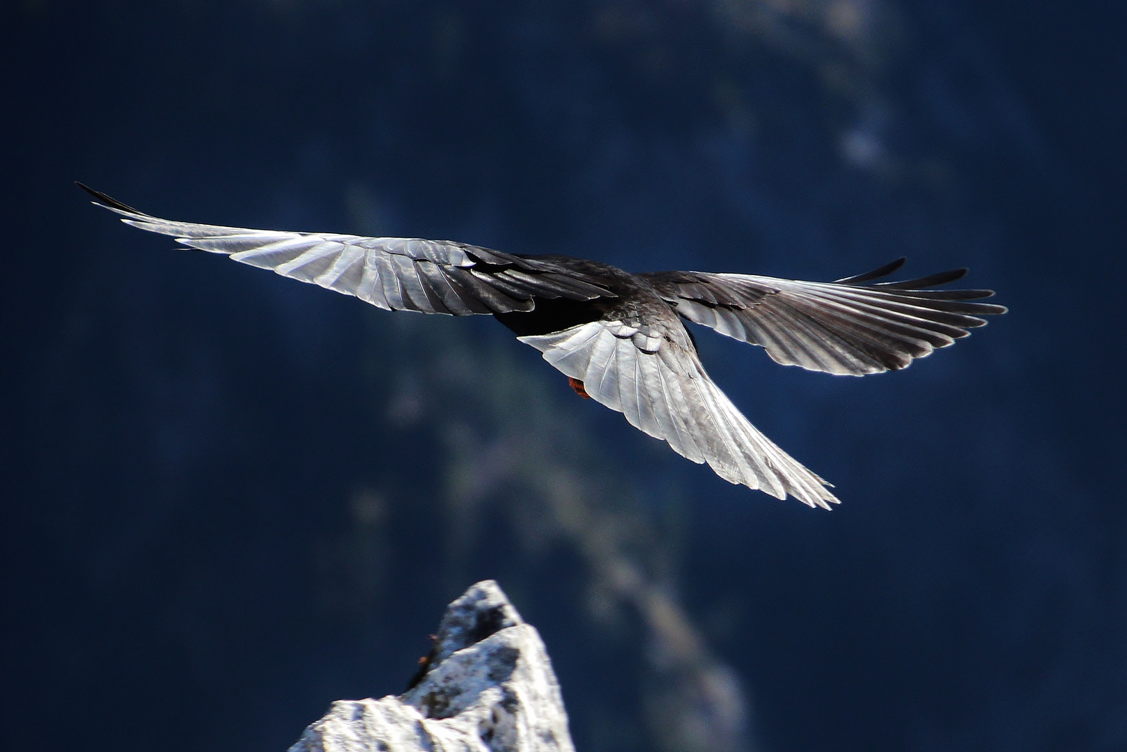 Dohle beim Abflug auf der Hörndl Wand, Chiemgauer Berge